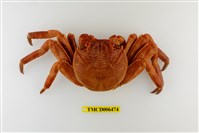 藏品(細紋方蟹)的圖片